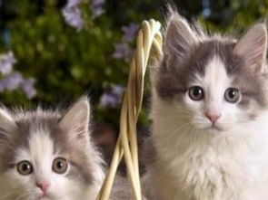 上海航空宠物托运服务指南 全市价透明，上门接送更安心